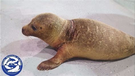 Marine Mammals Of Maine Rescue Harbor Seal Entangled In Fishing Line