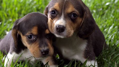 Cool Funny Puppies Dog Awesome Wallpapers Hd Desktop And
