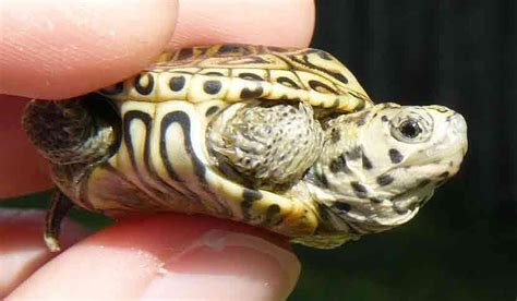 Turtles Without Shells Do They Exist With Pictures And Video