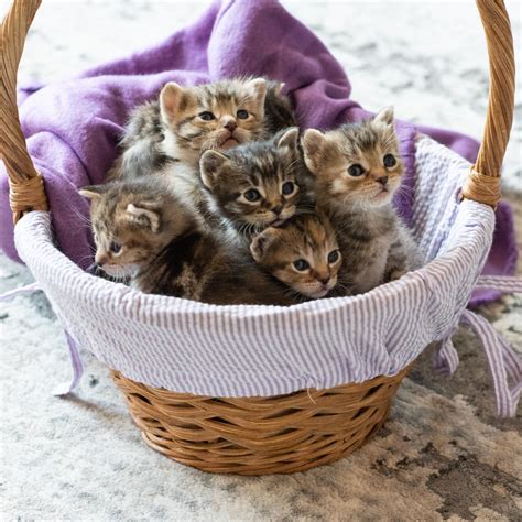 Foster Kitten Easter Basket Raww