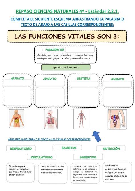 Las Funciones Vitales Ficha Interactiva Sistemas Del Cuerpo Humano