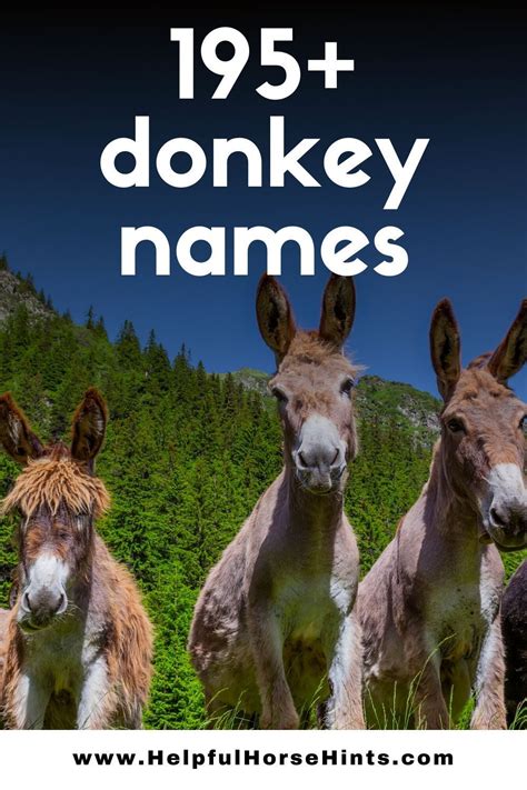 Pin On All Things Donkeys