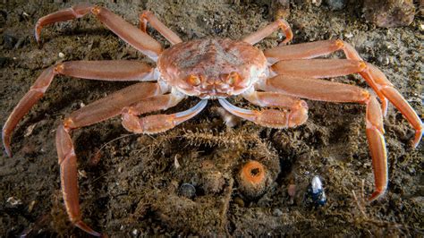 What Made Billions Of Snow Crabs Disappear From The Bering Sea Live