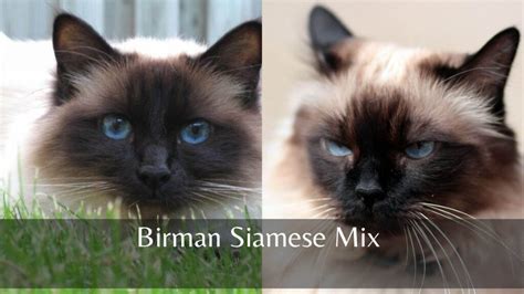 Birman Cat Vs Siamese Cat 5 Major Differences