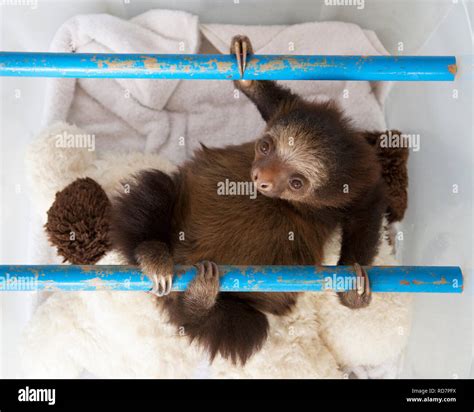 Orphan Hoffmanns Two Toed Sloth Baby Choloepus Hoffmanni Play Time