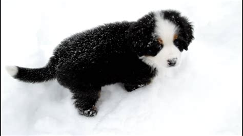 Josie 9 Week Old Bernese Mountain Dog Pup Playing In Snow Youtube