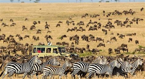 United republic of tanzania ˌtænzəˈniːə или tænˈzeɪniə. Национальный парк Серенгети, Танзания и Кения, Африка | Travelinfo.pro