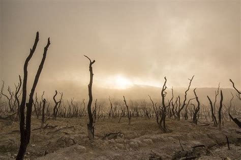 Dead Trees Dry Deserted Dead Wood Drought World Photography Dry