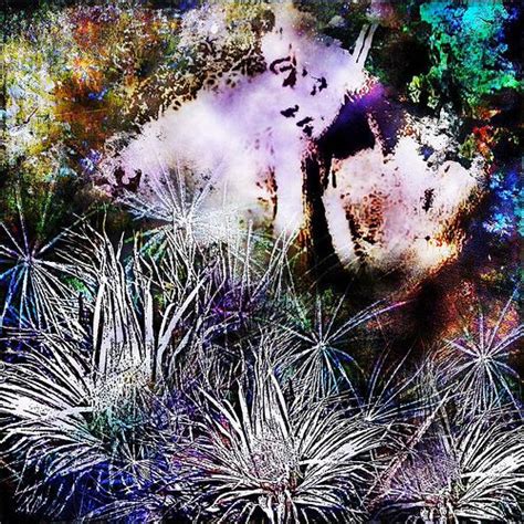Thornbird | Mythical birds, Misty, Beautiful songs