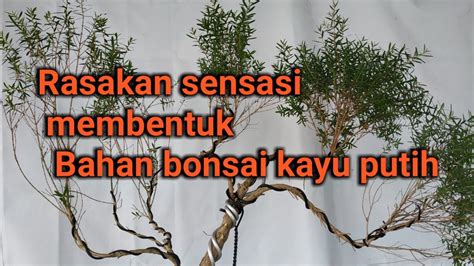 Cara Membentuk Bonsai Kayu Putih Youtube