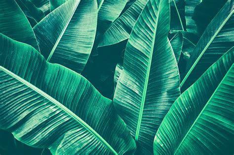 Water drops on banana leaf wallpapers hd. Overgrowth Banana Leaves 2001111 - Prime Walls US