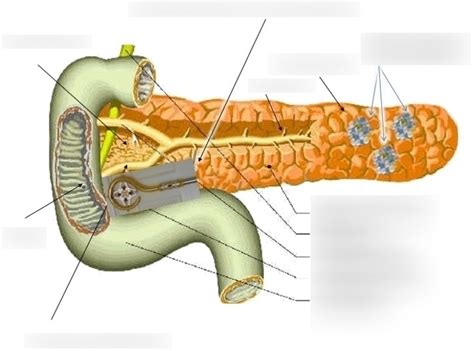 Y2 Gastrointestinal Anatomy Pancreas And Duodenum Diagram Quizlet