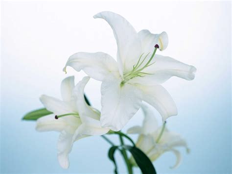 Lily Flower Wallpapers Top Free Lily Flower Backgrounds Wallpaperaccess