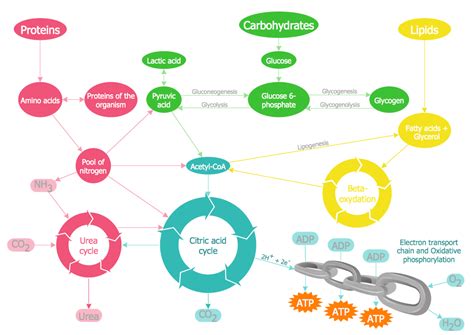 Biochemistry Carbohydrate And Metabolism Ppt Presentation