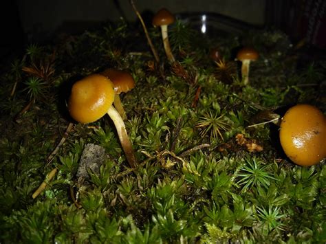 Psilocybe Azurescens Mushroom Hunting And Identification Shroomery