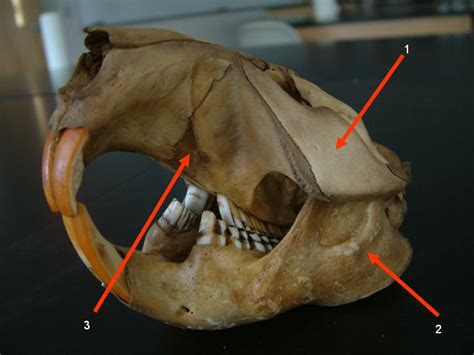 Vole Skull Identification