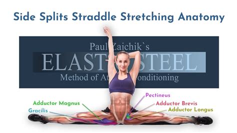 How To Do The Splits For The Inflexible ElasticSteel Anatomy YouTube