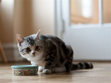 Are you feeding outside cats? Feeding Your Cats the Right Amount to Prevent Obesity | PetMD
