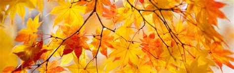 Yellow Maple Leaves Tree Beautiful Autumn Wallpaper 3840x1200 Multi