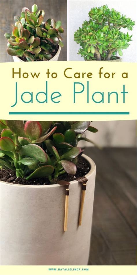 Make sure the soil is dry before repotting. How to Care for a Jade Plant in 2020 | Jade plants, Jade ...