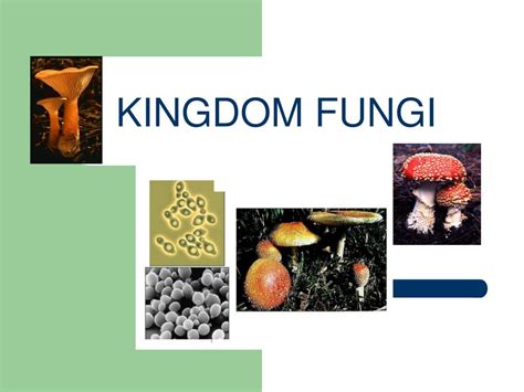 Ppt Kingdom Fungi Powerpoint Presentation Free Download Id1699735