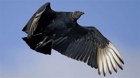 Black Vulture Bird Coragyps Atratus Britannica