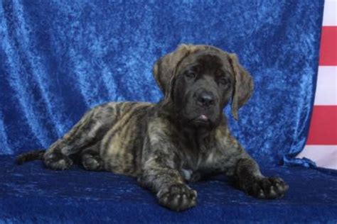 Use the search tool below and browse adoptable american pit bull terriers! 23+ English Mastiff Pitbull Mix Puppies For Sale - l2sanpiero
