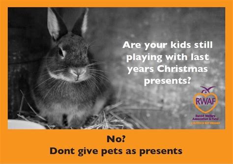 pin on rabbit welfare association and fund