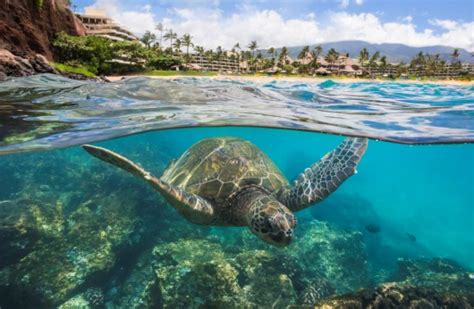 Maui Ocean Center Opens Hawaiian Marine Life Hale At Sheraton Maui