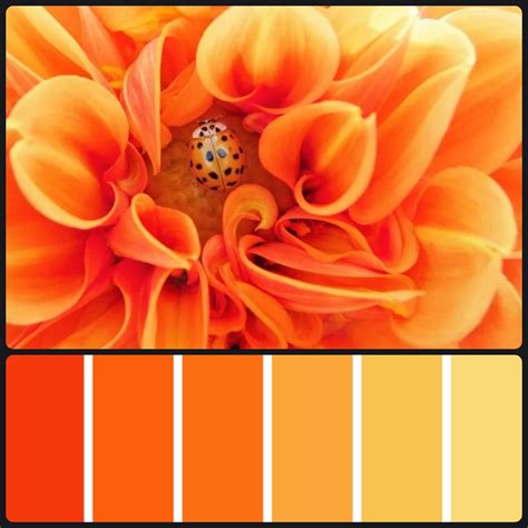 Orange Color Palette Beautiful Palettes For Your Project My Xxx Hot Girl
