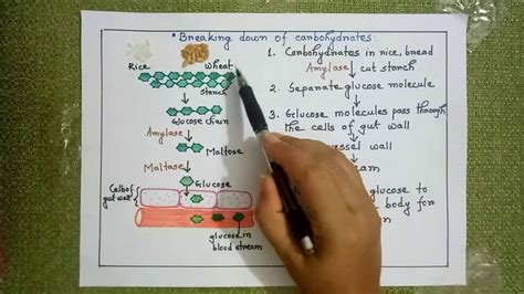 Study ib biology more efficiently than ever before, from your iphone, android, or computer! Grade 6 Biology Digestion 2 | HURDCO International School ...
