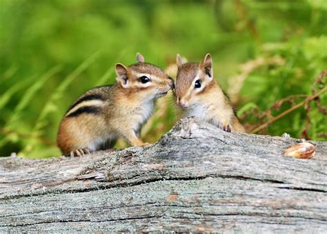 Chipmunks Cute Furry Animal Facts Another 15 Fun Facts You May Not