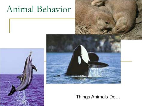 Ppt Animal Behavior Powerpoint Presentation Free Download Id1161830