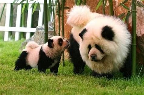 Dogs Painted As Pandas Haha Panda Chow Chow Perros Chow Chow Like