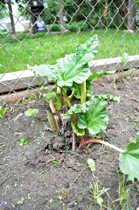 Guide To Growing Rhubarb Mad In Crafts