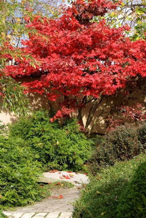 Jul 05, 2021 · 品種名 name 系統 花型 英数 花色; Acer palmatum Osakazuki (Japanse esdoorn) | De Tuinen van ...