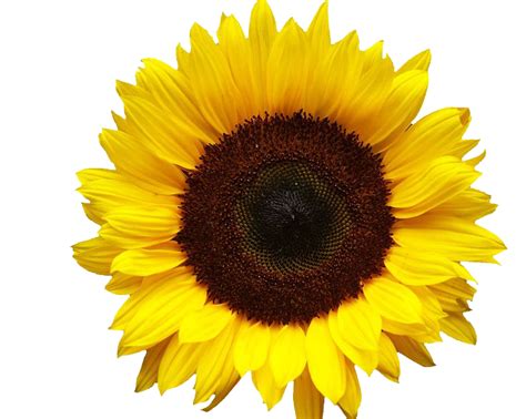 Sunflower Field Clipart Transparent Clip Art Library
