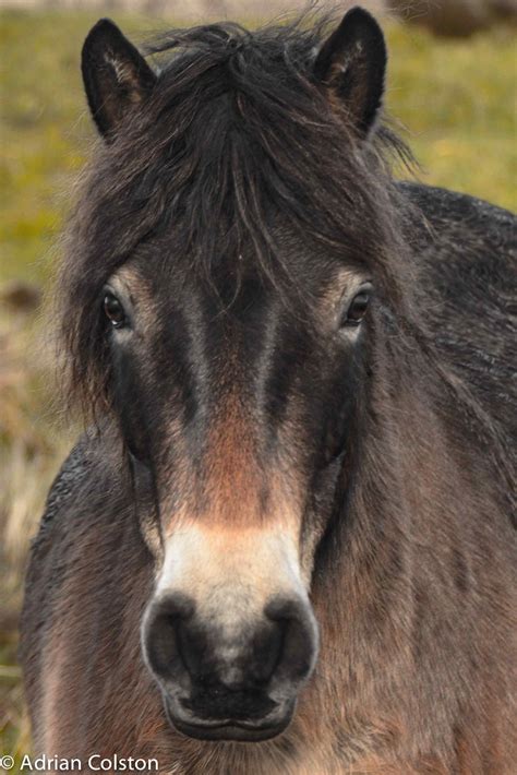 Horse Breed: Exmoor Pony