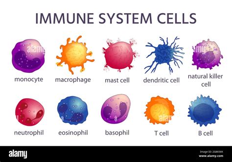 Immune System Cell Types Cartoon Macrophage Dendritic Monocyte Mast