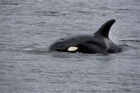 Killer Whales Are Menacing Alaskan Fishermen