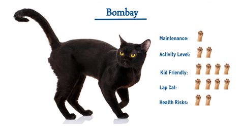 Bombay Cat Breed Everything You Need To Know At A Glance