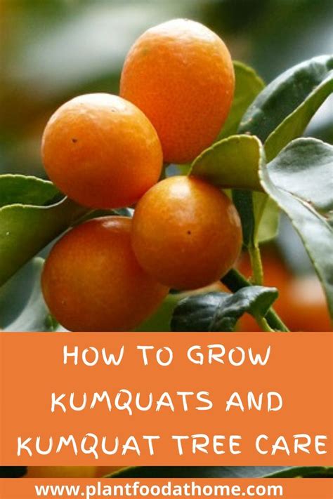 how to grow kumquats complete guide to kumquat tree care how to grow kumquat kumquat tree