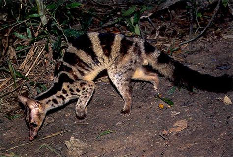 Campaign To Conserve Owstons Palm Civet Launched In Vietnam News