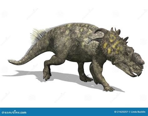 Dinosauro Di Pachyrhinosaurus Illustrazione Di Stock Illustrazione Di