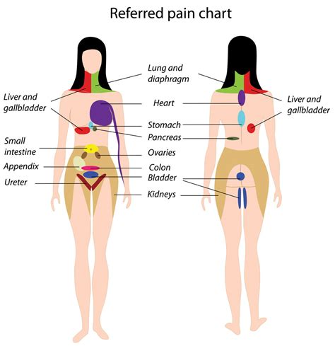 Find out what they all do in this bitesize science video for ks3. referred-pain - Pediatric Pulmonologists