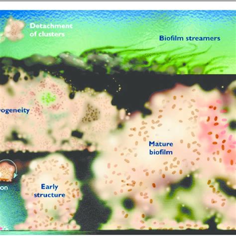 Pdf Bacterial Biofilms A Diagnostic And Therapeutic Challenge