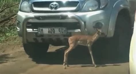 Raw Nature Cheetah Hunts Impala