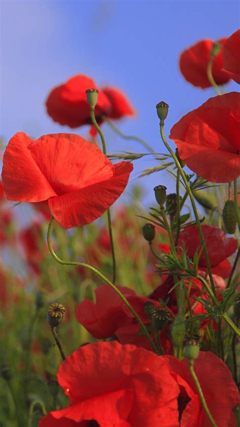 Poppy Desktop Wallpaper 78 Images