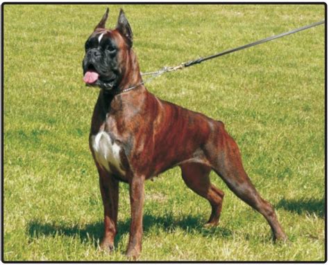 77 German Boxer Dog Breeders Photo Bleumoonproductions