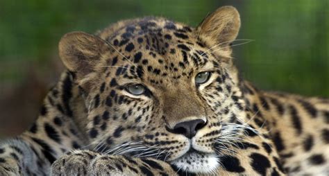 Fileamur Leopard Pittsburgh Zoo 維基百科，自由的百科全書